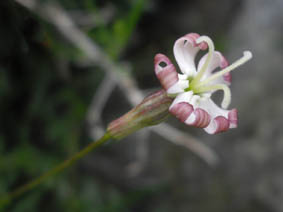 Silene saxifraga